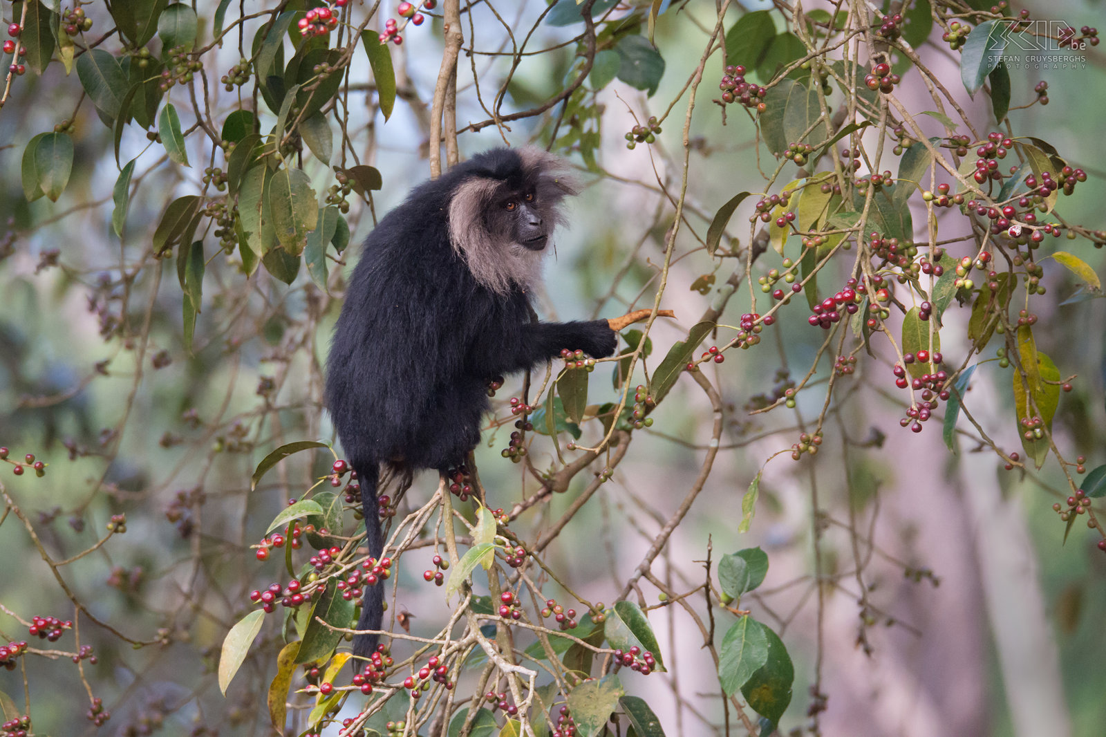 Valparai - Wanderoe De wanderoe, baardaap of leeuwenstaartmakaak (Lion-tailed macaque, Macaca silenus) is een bedreigde apensoort en endemisch in het West Ghats gebergte in het zuiden van India. Het is een prachtige en weinig schuwe apensoort die je nog kan terugvinden in de bossen van de theeplantages in Valparai. Stefan Cruysberghs